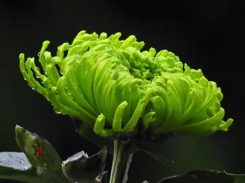 菊‖文图/赵京江（图4）