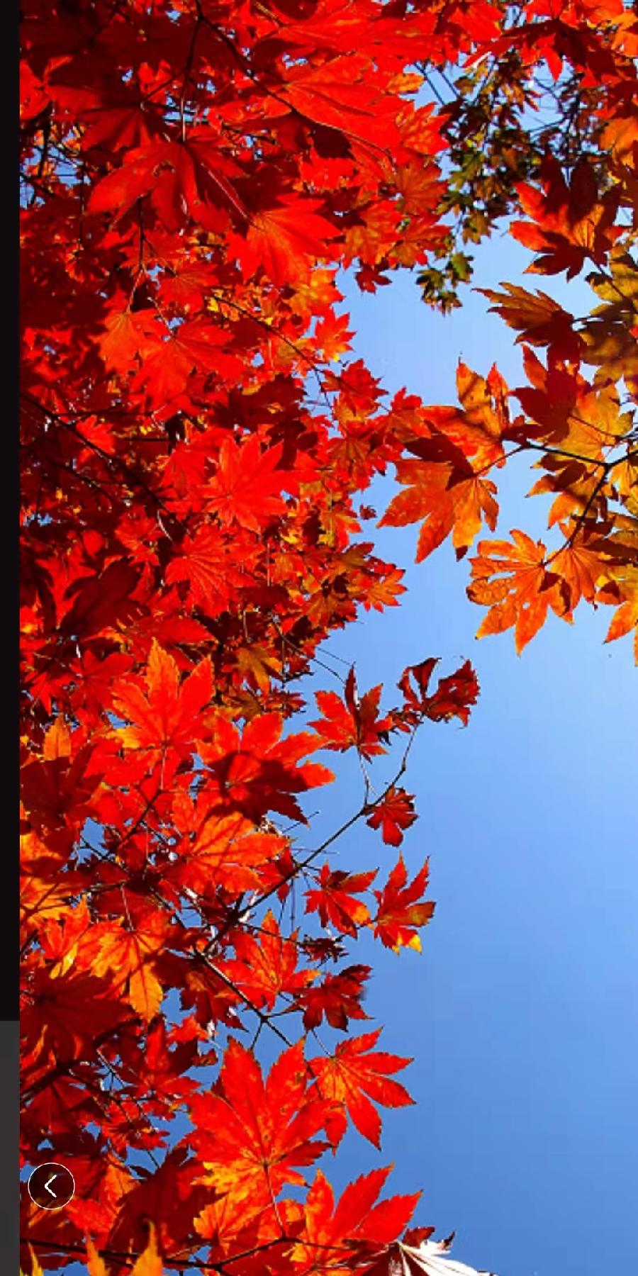 七绝 夕照（外五首）文／张昕（图3）