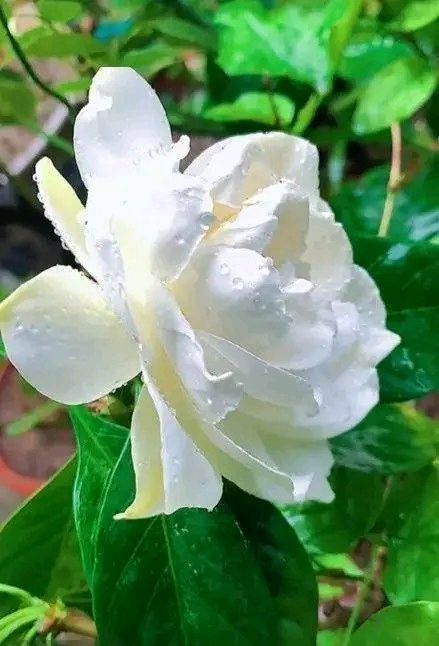 《栀子花香》作者:武陵君子（湖南）【主播:金牌主播:简单生活】【桃源国际诗歌集团】[桃源♬ 馨声]（图5）