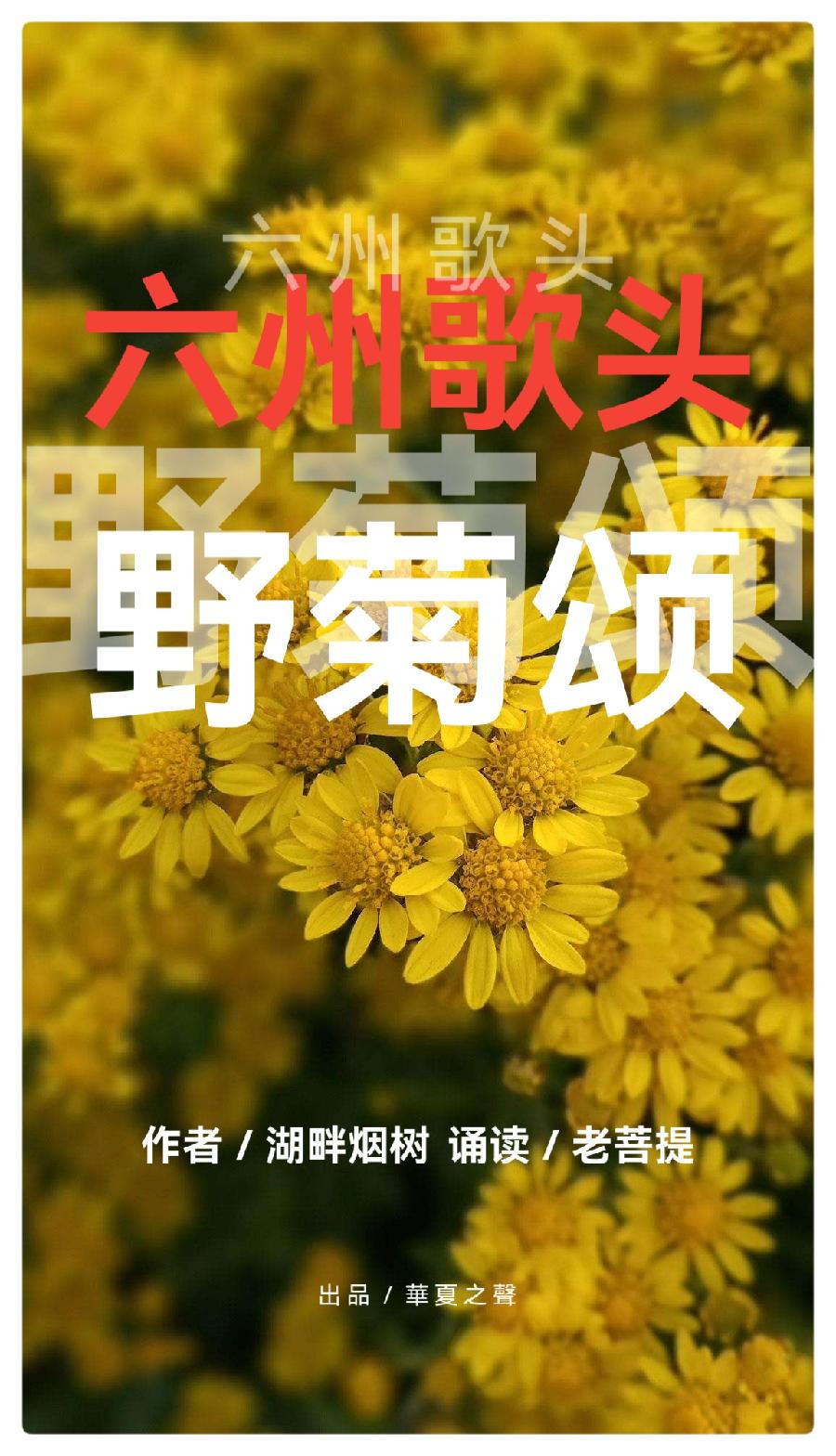《六州歌头 野菊颂》作者：湖畔烟树 诵读：老菩提（图2）