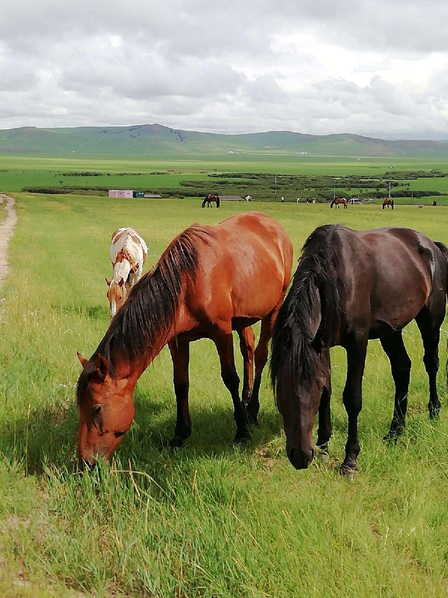 【枫雅汇看图约诗】诗人陈江《186期》(游牧时光)(图12)
