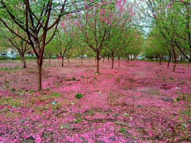 【经典推荐】听月//时光素净 雨巷悠长 我等你擦肩而过（图3）