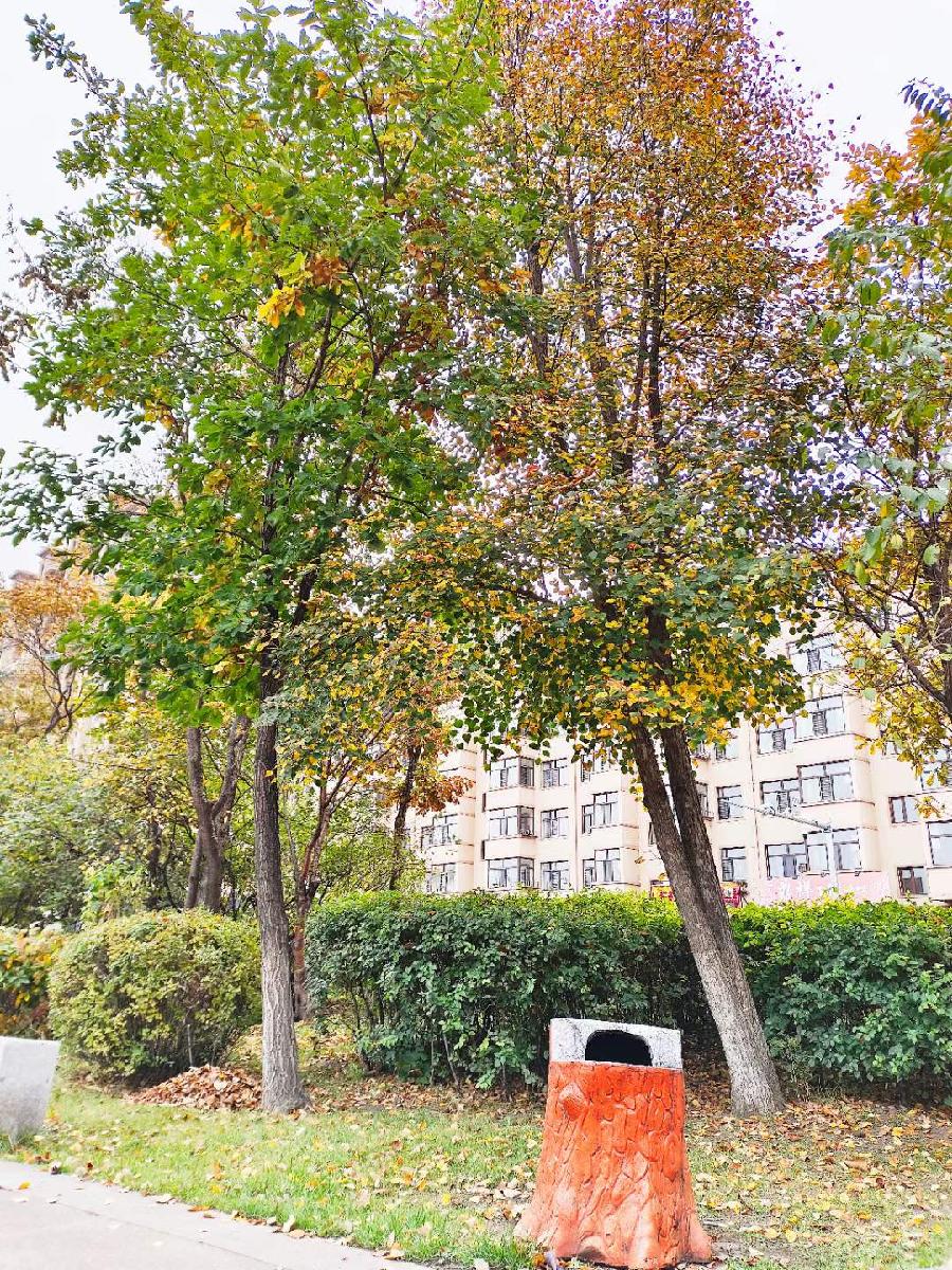 中华诗艺社黑龙江分社推介/顾平摄影:漫步金秋（图18）