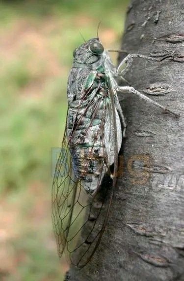 《噤若寒蝉》作者:农朴【主播:金牌主播:建华】【桃源国际诗歌集团】[桃源♬ 馨声]（图5）