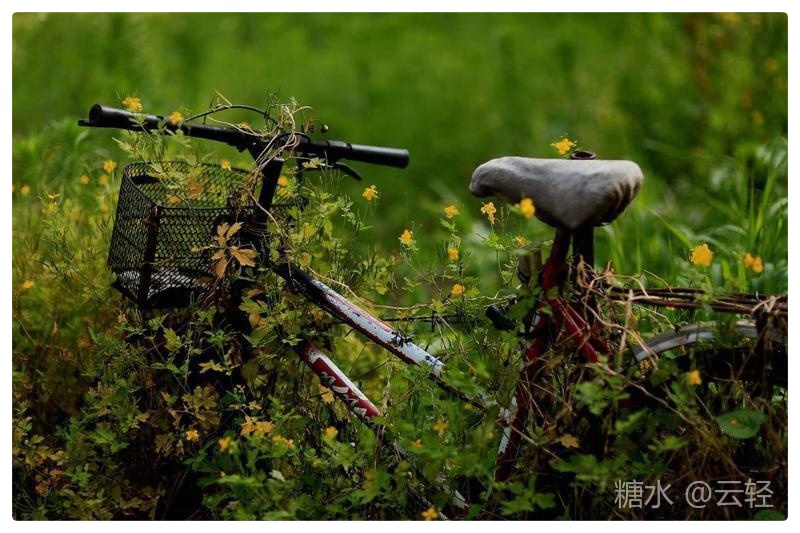 静谧的秋天∥作者·摄影/云轻∥诵读/老菩提(图4)