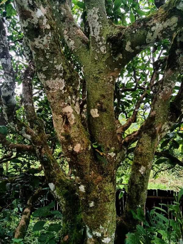 【星月诗话】梁雨情:小釜山茶(散文)(图5)