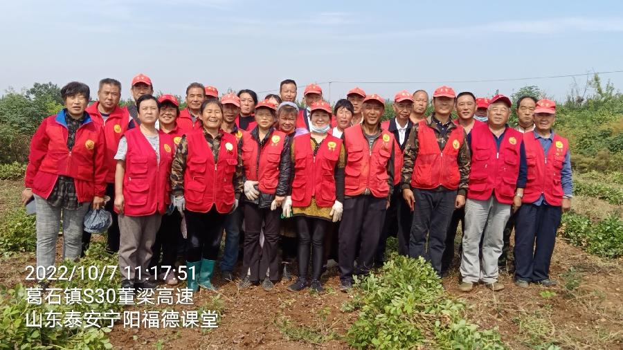 村集体收花生 志愿者显身手