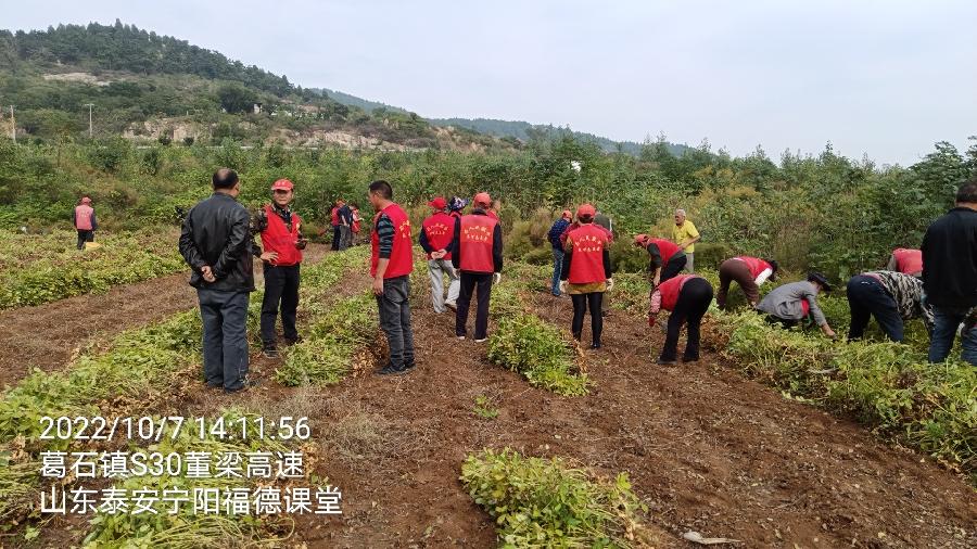 村集体收花生 志愿者显身手（图2）