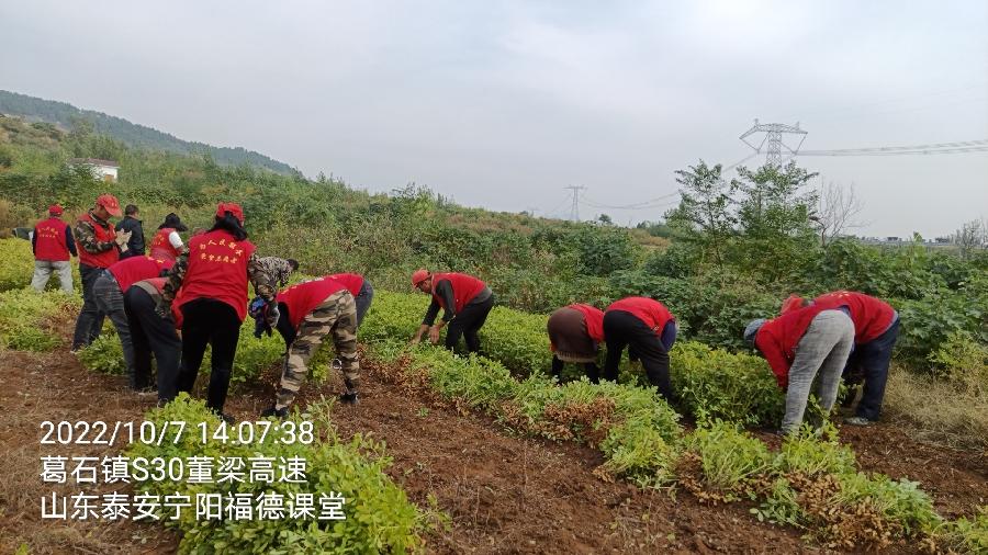 村集体收花生 志愿者显身手(图5)