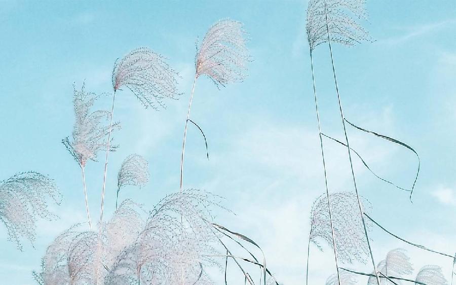 七律·芦花飞/文/柳 鸣（图2）