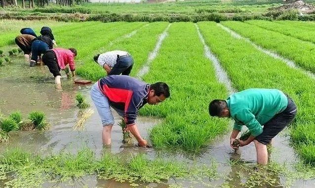 《一个农民的自白》作者:老守一井【主播:金牌主播:鹏鹤】【桃源国际诗歌集团】[桃源♬ 馨声]（图5）