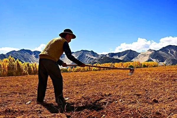 《一个农民的自白》作者:老守一井【主播:金牌主播:鹏鹤】【桃源国际诗歌集团】[桃源♬ 馨声]（图9）