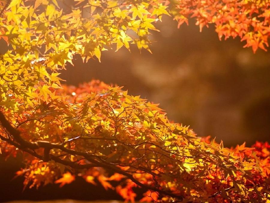 深秋月下听琴 原作/梁立锋（图5）