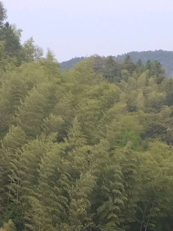 七绝:咏竹《三首》(图2)