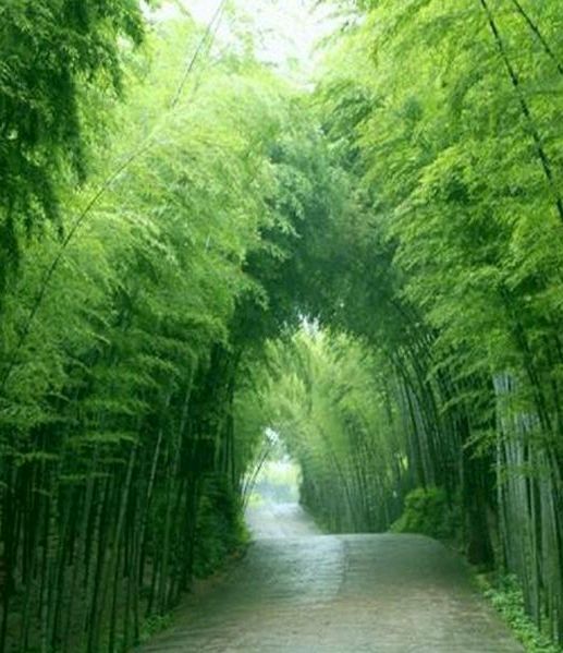 七绝:咏竹《三首》(图3)