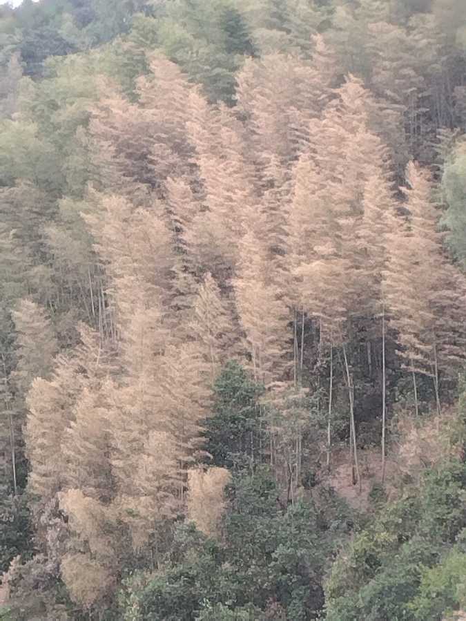 七绝:咏竹《三首》(图4)