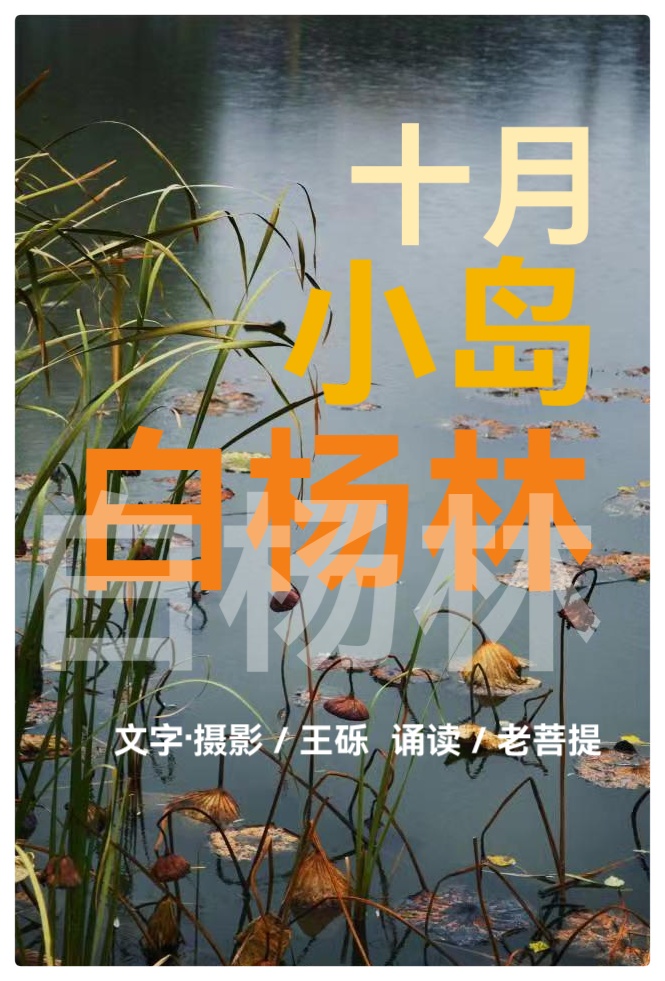 十月、小岛、白杨林∥作者·摄影:王砾∥诵读:老菩提(图2)