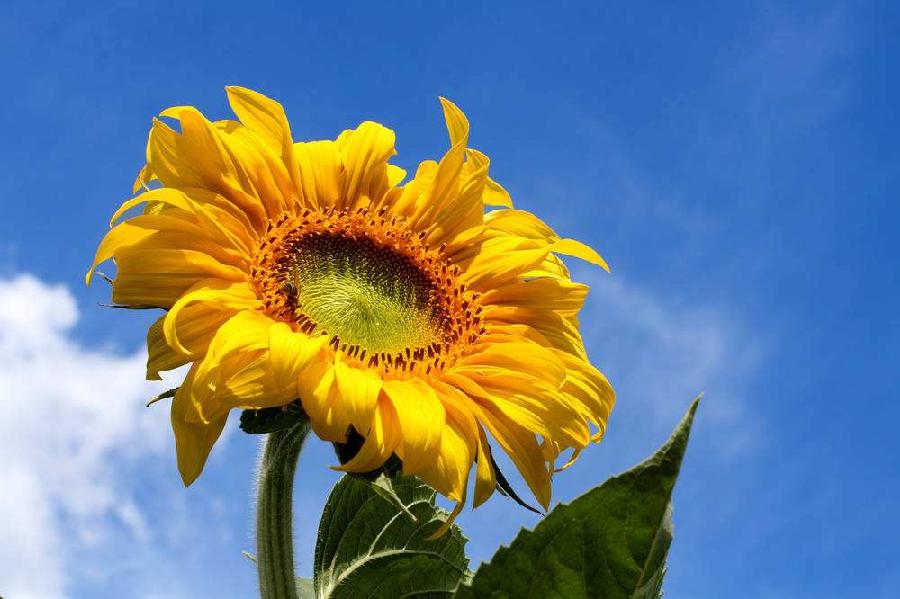 【北京头条】（十一）刘春耀老师《咏花～向阳花》请欣赏（图4）