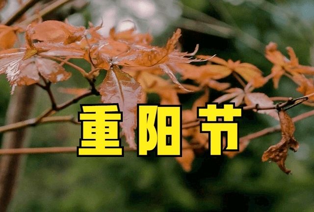 《重阳》作者:风清（辽宁）【主播:金牌主播:刘树清】【桃源国际诗歌集团】[桃源♬ 馨声]（图5）