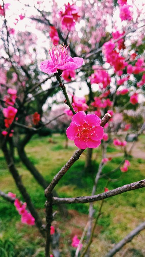 【北京头条】（一）刘春耀老师《七律•咏花～红梅赞》请欣赏（图10）