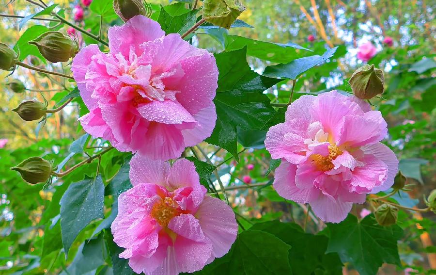 【北京头条】（三）刘春耀老师《七律•咏花～芙蓉情》请欣赏（图4）