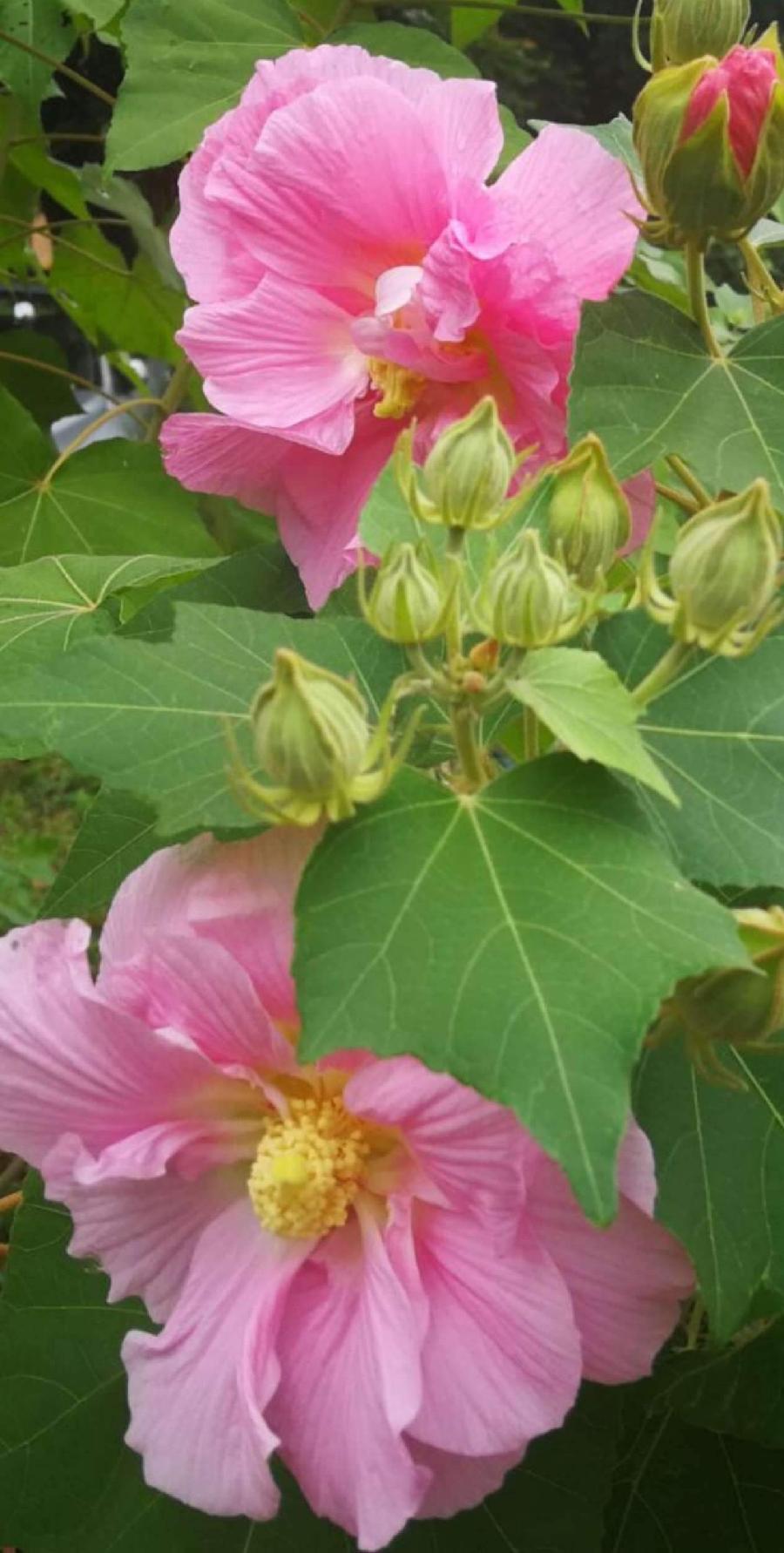【北京头条】（三）刘春耀老师《七律•咏花～芙蓉情》请欣赏（图9）