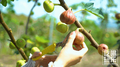 【北京头条】（四）刘春耀老师《七律•咏花～无花果》请欣赏（图4）