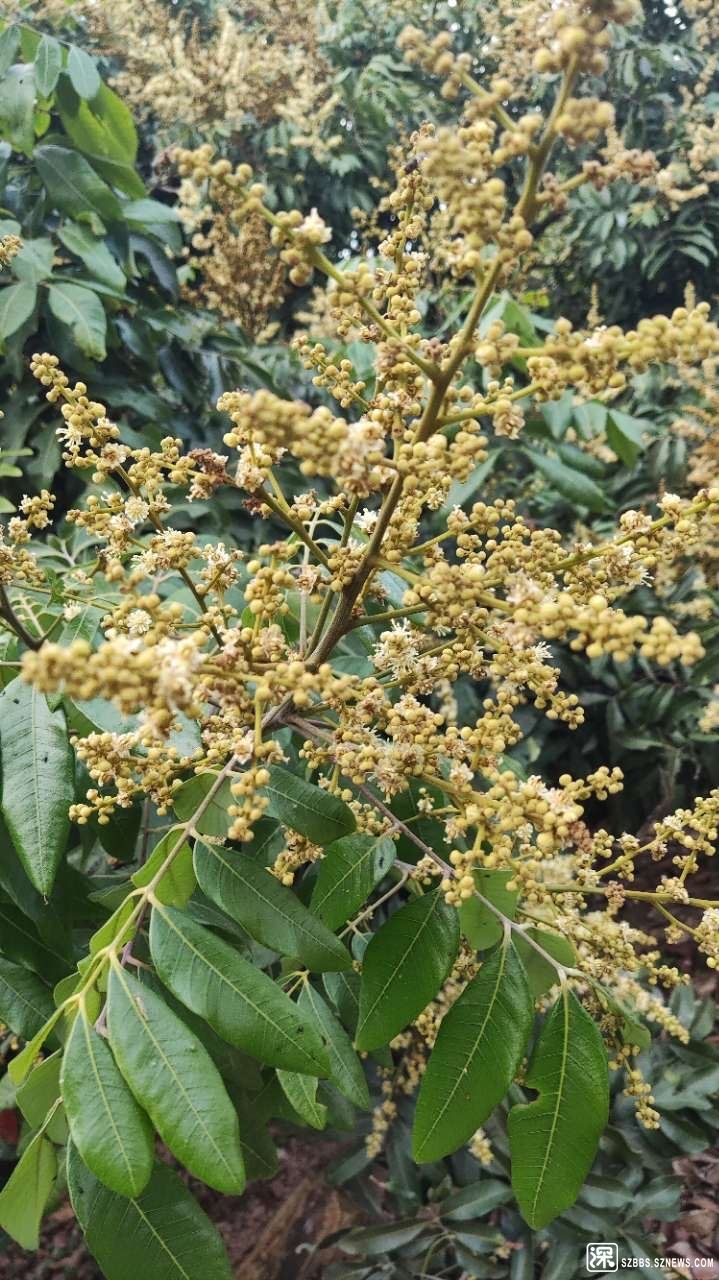 【北京头条】（五）刘春耀老师《七律•咏花～荔枝花》请欣赏（图10）
