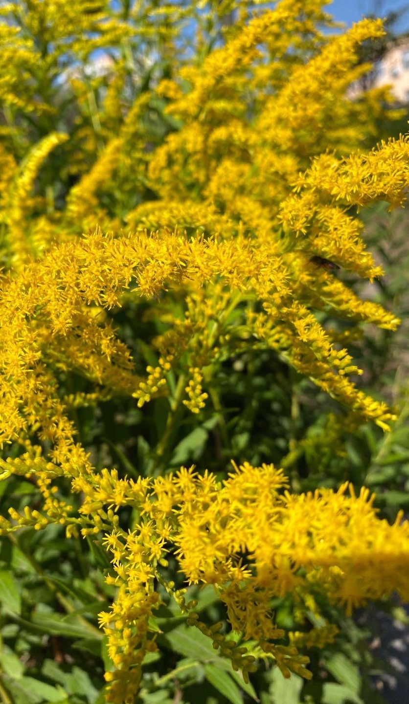 【北京头条】（五）刘春耀老师《七律•咏花～荔枝花》请欣赏（图11）