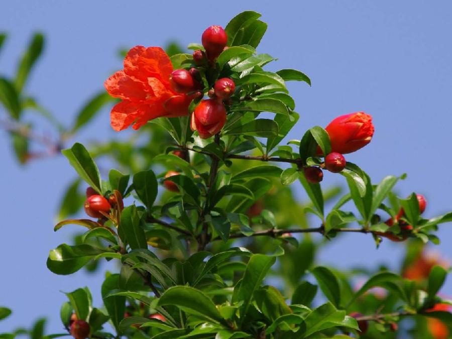 【北京头条】（六）刘春耀老师《七律•咏花～石榴花》请欣赏（图4）
