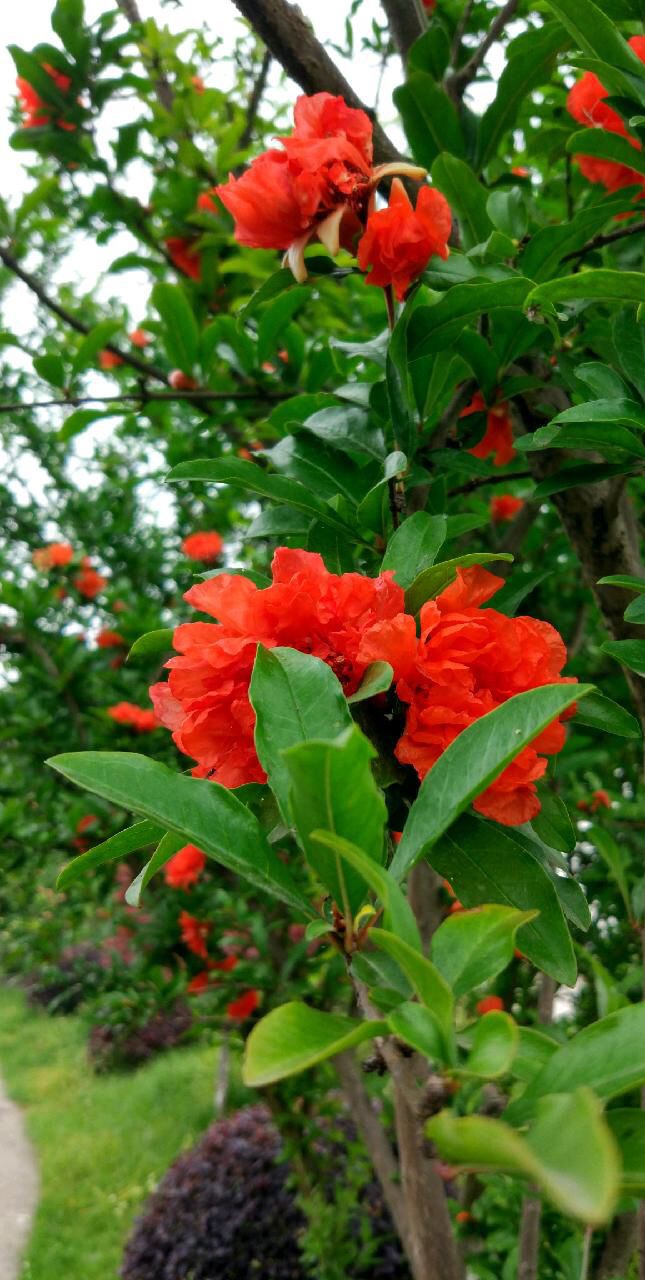 【北京头条】（六）刘春耀老师《七律•咏花～石榴花》请欣赏（图11）
