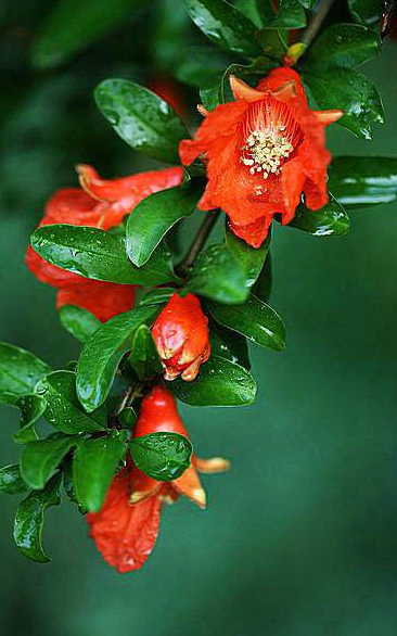 【北京头条】（六）刘春耀老师《七律•咏花～石榴花》请欣赏（图10）