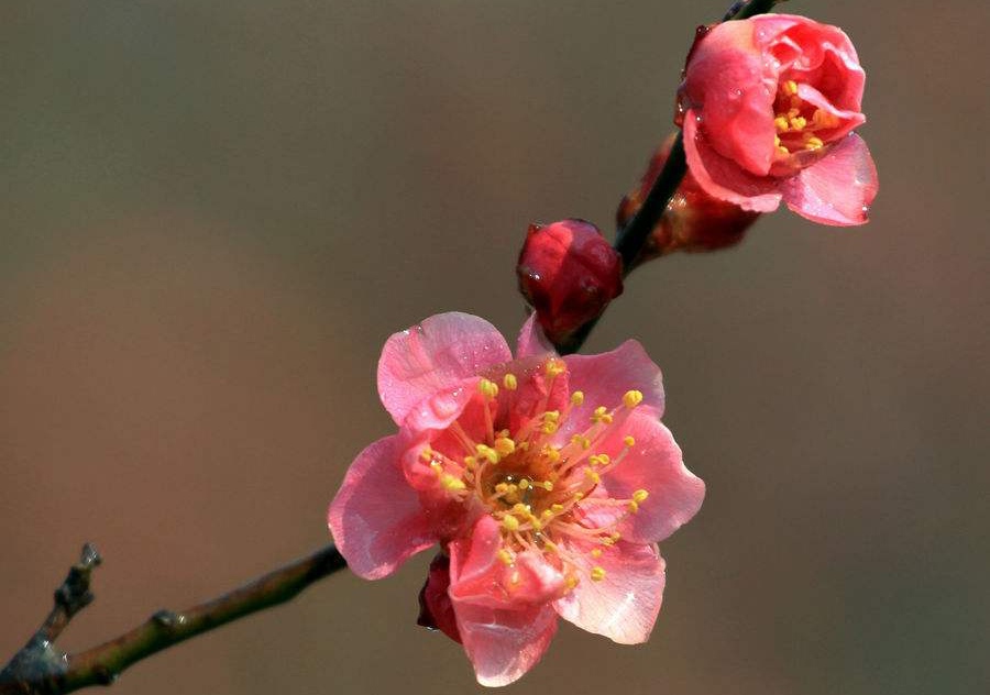 【北京头条】（八）刘春耀老师《七律•咏花～赞红梅》请欣赏（图4）