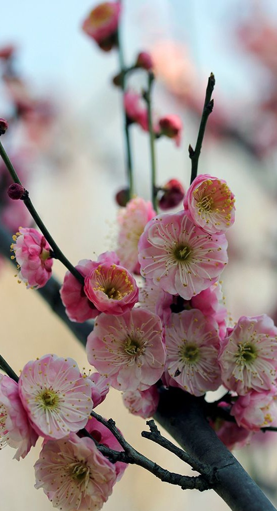 【北京头条】（八）刘春耀老师《七律•咏花～赞红梅》请欣赏（图10）