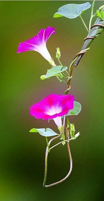 【北京头条】（九）刘春耀老师《七律•咏花～牵牛花》请欣赏（图10）