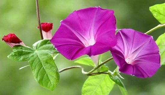 【北京头条】（九）刘春耀老师《七律•咏花～牵牛花》请欣赏（图5）