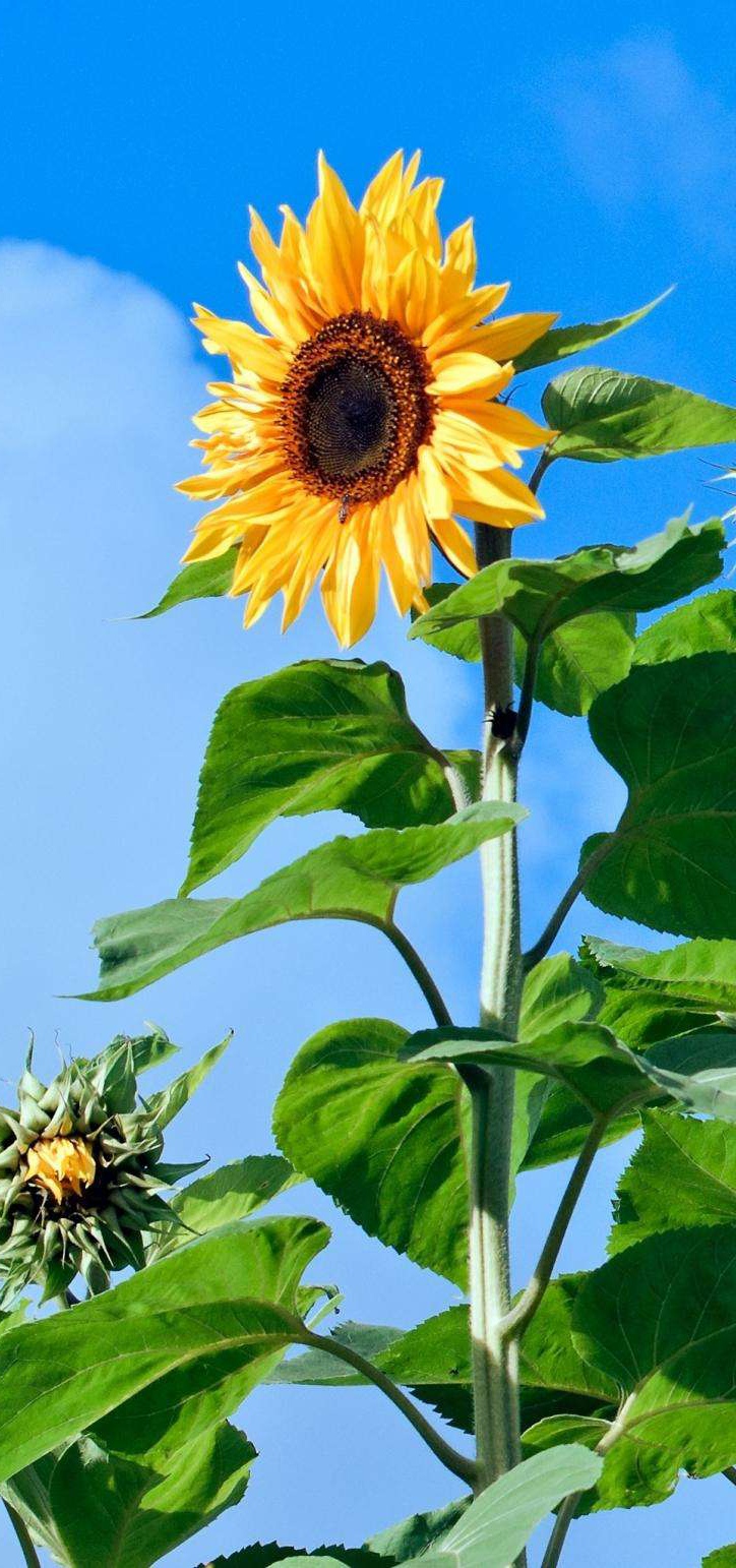 【北京头条】（十一）刘春耀老师《七律•咏花～向阳花》请欣赏（图11）