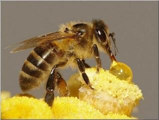 《蜜蜂颂》联机全球发布袁华成精品诗歌（图4）