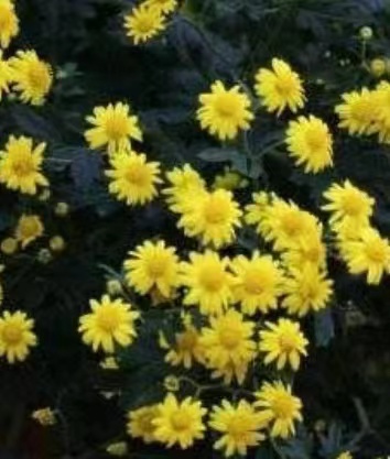 山菊花开黄澄澄｜文/梁玉科