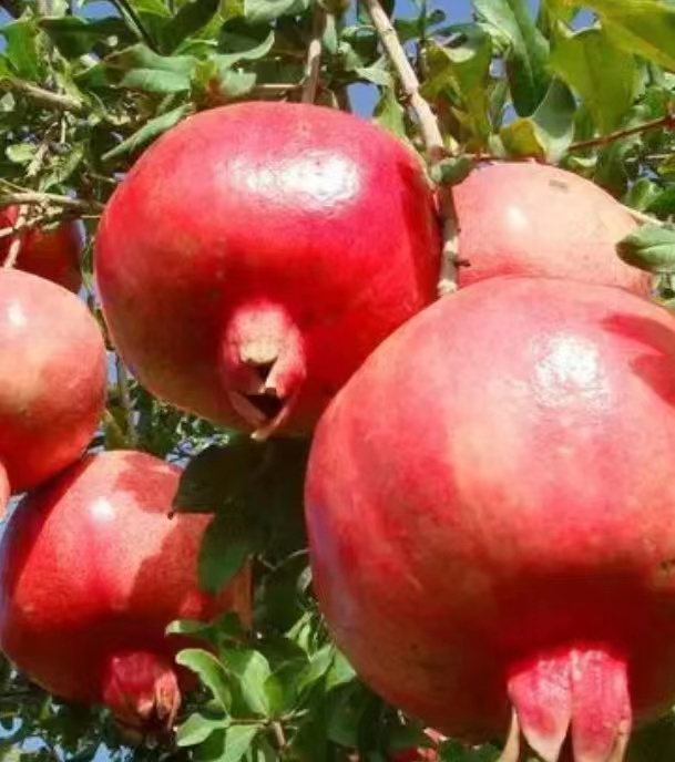 山菊花开黄澄澄｜文/梁玉科（图4）