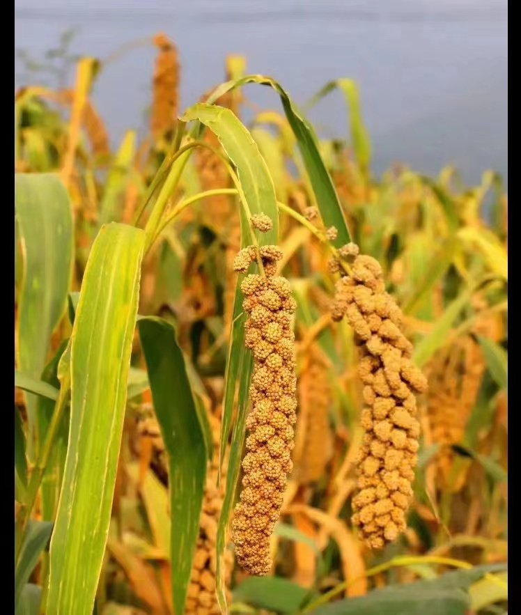 山菊花开黄澄澄｜文/梁玉科（图5）
