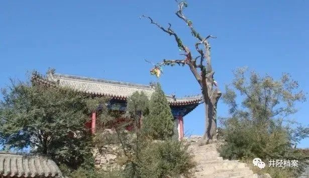 千秋老柏未了情(图2)