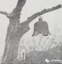 千秋老柏未了情(图3)