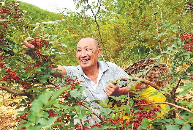 【新诗大观】秋日诗情(组诗)||文/陈朝辉(图2)