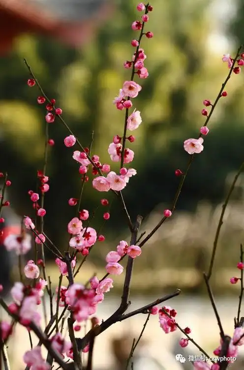 佳作欣赏 《五绝四首·花中四君子——梅、菊、兰、竹》作者:杨敬玉（图2）
