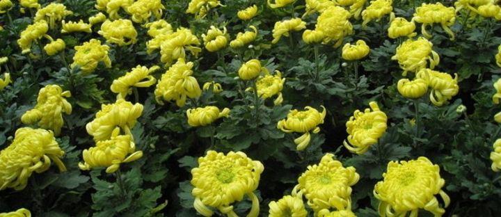 佳作欣赏 《五绝四首·花中四君子——梅、菊、兰、竹》作者:杨敬玉（图3）