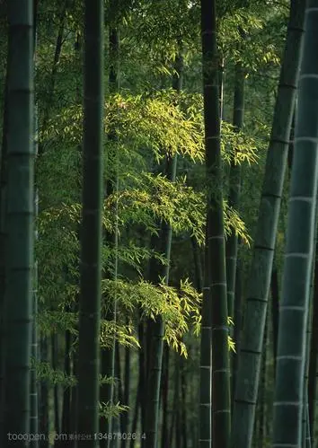 佳作欣赏 《五绝四首·花中四君子——梅、菊、兰、竹》作者:杨敬玉（图5）
