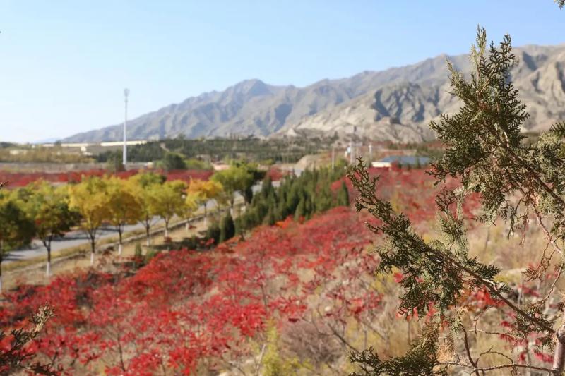 诗人于金奎:七律·深秋贺兰山前（下平七阳）（图3）