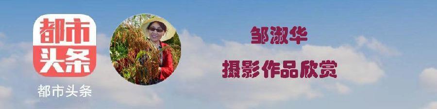 中华诗艺社黑龙江分社推介/邹淑华:让我们紧紧相守【视频】（图2）