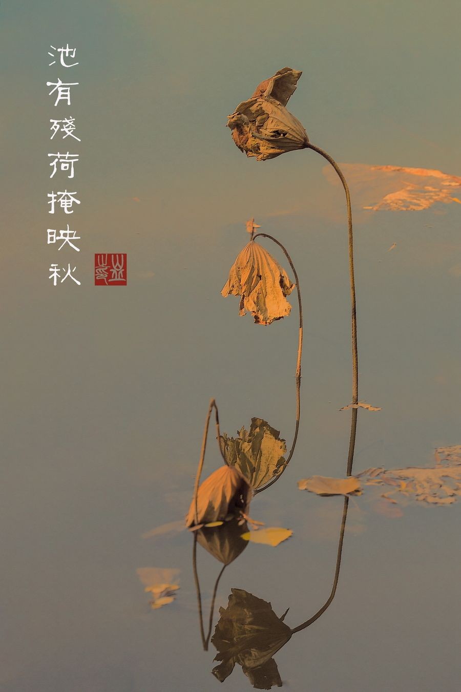 【神都诗社】第034期《残荷》（图11）